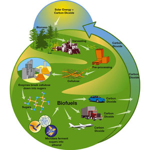 Biomasa - resursi